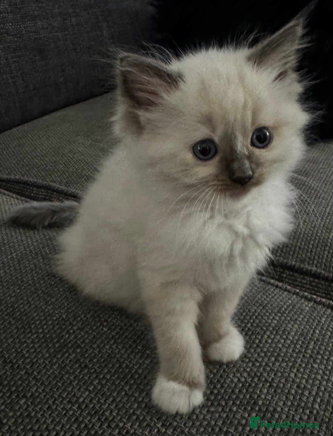 Ragdoll cats for sale: Beautiful Ragdoll Kittens, 2 Flamepoint, 1 mitted - Image 16
