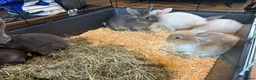 Mixed Breed rabbits for sale: Lion head x lops ready now  - Advert 10
