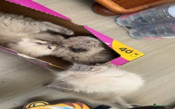 Ragdoll cats for sale: Beautiful Ragdoll Kittens ready to go!💙 - Image 24
