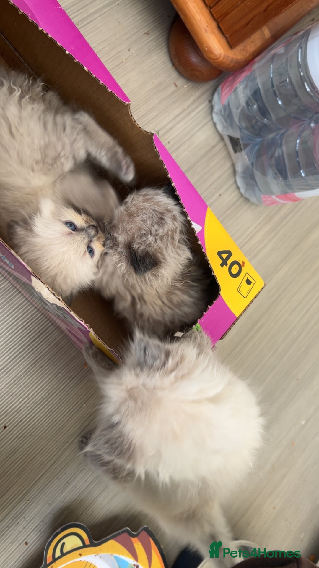 Ragdoll cats for sale: Beautiful Ragdoll Kittens ready to go!💙 - Image 24