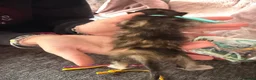 Mixed Breed cats for sale: 2 girls and 2 boys kittens - stunning  - Advert 5