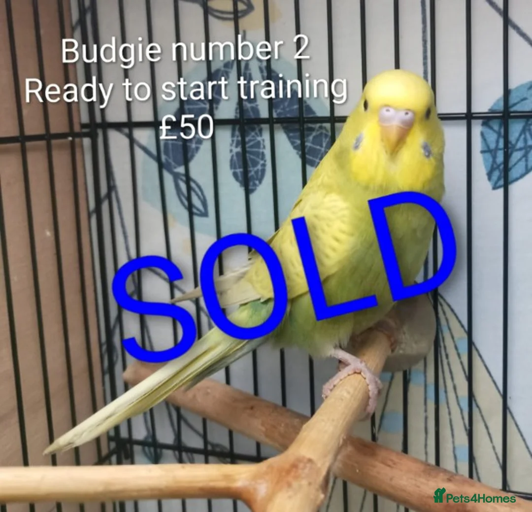 Budgerigars birds for sale: Superb home bred beautifully coloured baby budgies - Advert 2