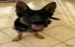 German Shepherd dogs for sale: 6 month old GSD pup  - Image 3