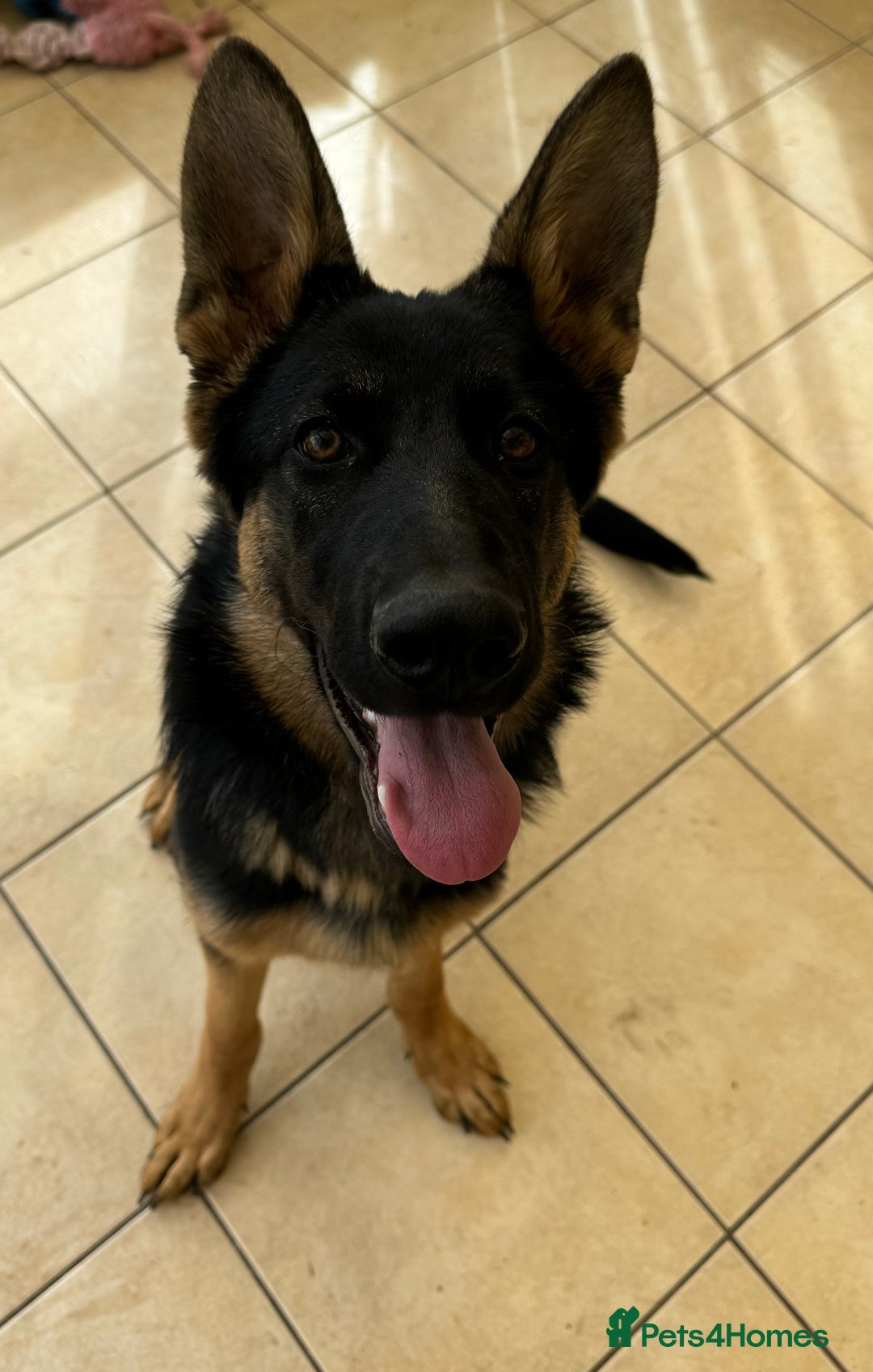German Shepherd dogs for sale: 6 month old GSD pup  - Image 3