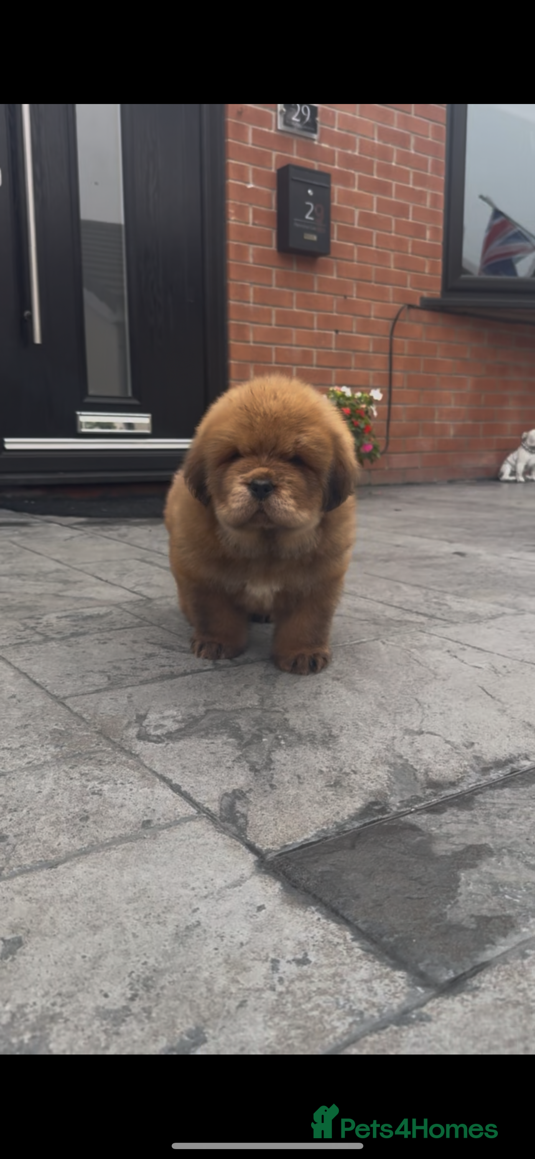 Tibetan Mastiff dogs for sale: Chinese Tibetan mastiff pups  - Image 22