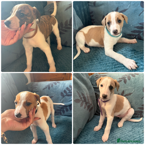 Whippet dogs 4 WHIPPET PUPPIES left - Advert 1