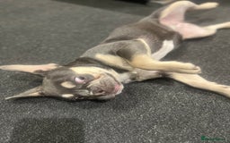 French Bulldog dogs for sale: 6months old LILAC FRENCHIE - Image 2