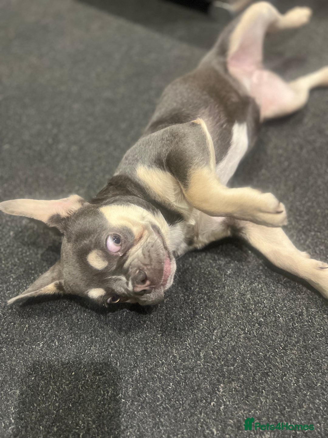 French Bulldog dogs for sale: 6months old LILAC FRENCHIE - Image 2