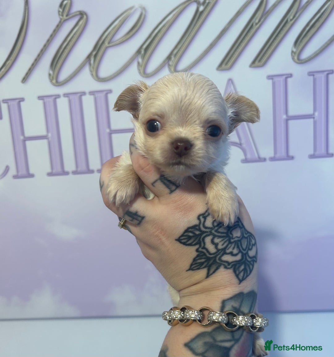 Chihuahua dogs for sale: 3 beautiful cream Chihuahua boys  - Advert 3