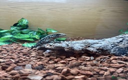 Lizard reptiles for sale: Argentine Black and White Tegu - Image 6