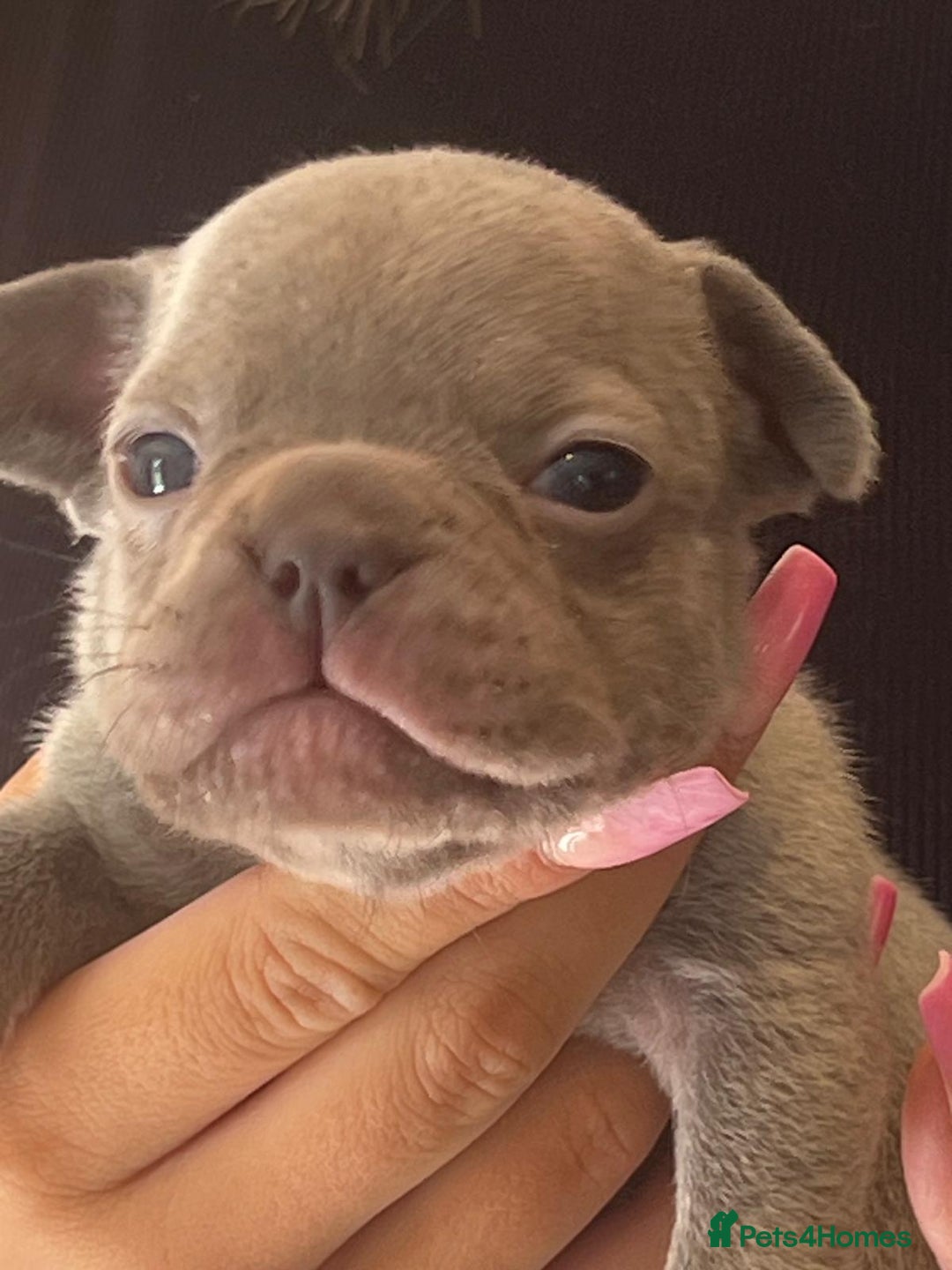 French Bulldog dogs for sale: Ready to leave on the 12th of September - Image 27