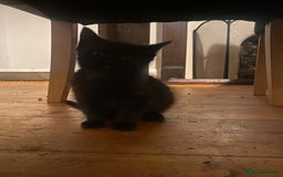 Mixed Breed cats for sale: Kittens, Cross Ragdoll - Image 5