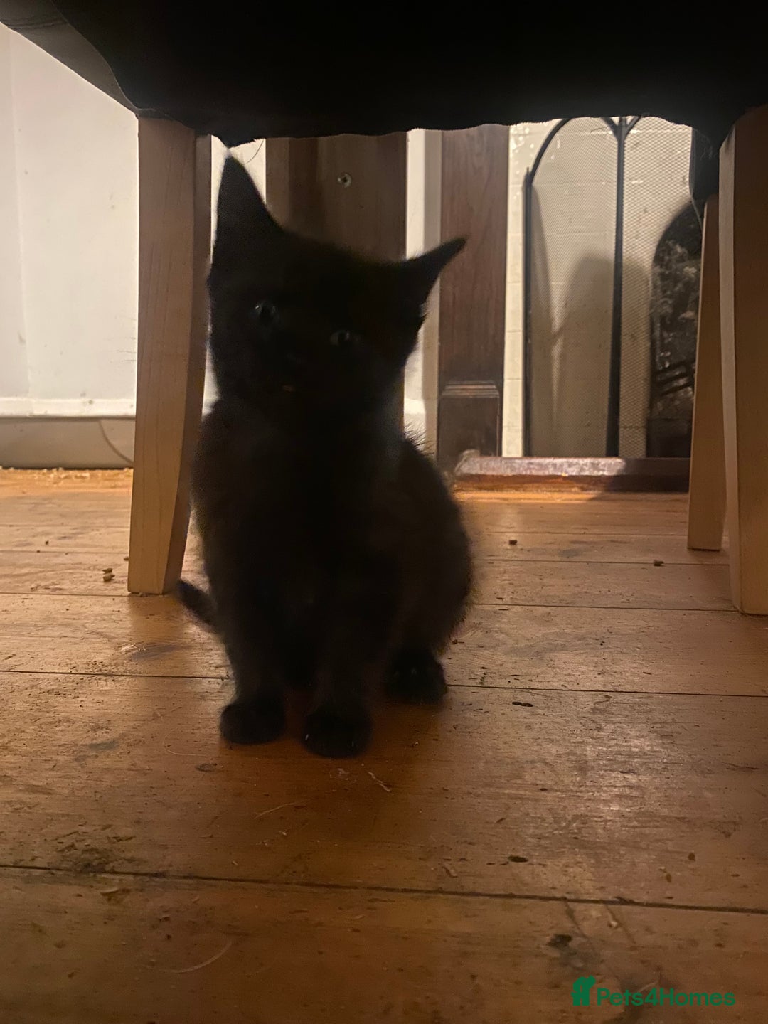 Mixed Breed cats for sale: Kittens, Cross Ragdoll - Image 5