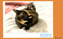 Mixed Breed cats for adoption: Snuggle Twins! - Image 6