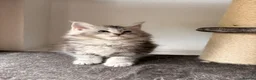 Maine Coon cats for sale: 🐾Beautiful Maine Coon Kittens 🐾 - Advert 14