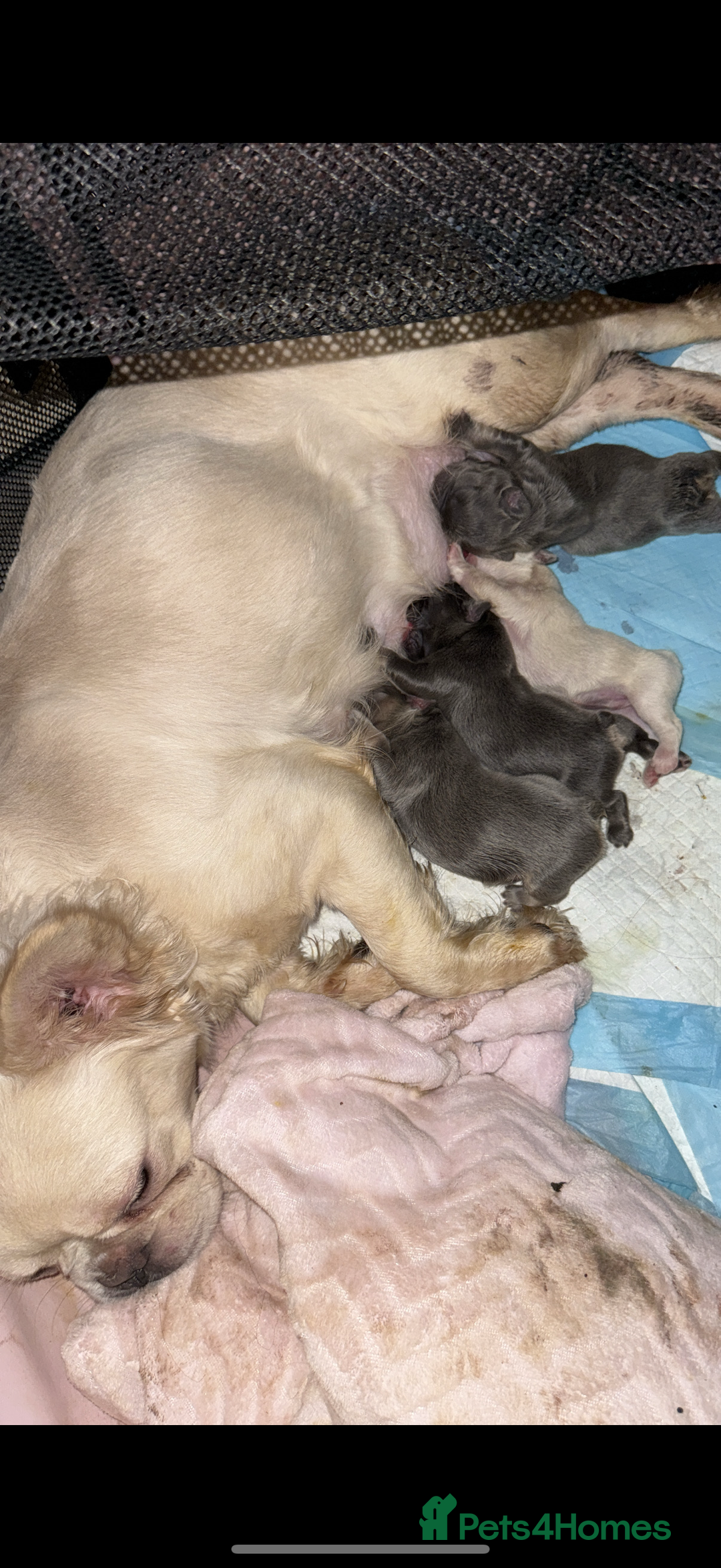 French Bulldog dogs for sale: REDUCED full fluffy pink carrying French bulldogs - Advert 3