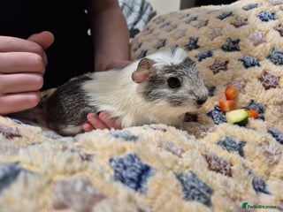 Guinea Pig rodents 2x female guinea pigs - Advert 2
