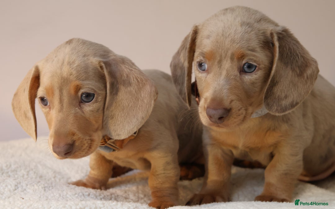 Miniature Dachshund dogs for sale:  🌟5StarsLicense+Holistic+KC+VetChecked+PRA Clear+ - Image 25