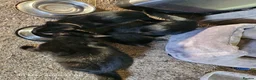 Mixed Breed cats for sale: 2 Black Male Barn Kittens  - Advert 3