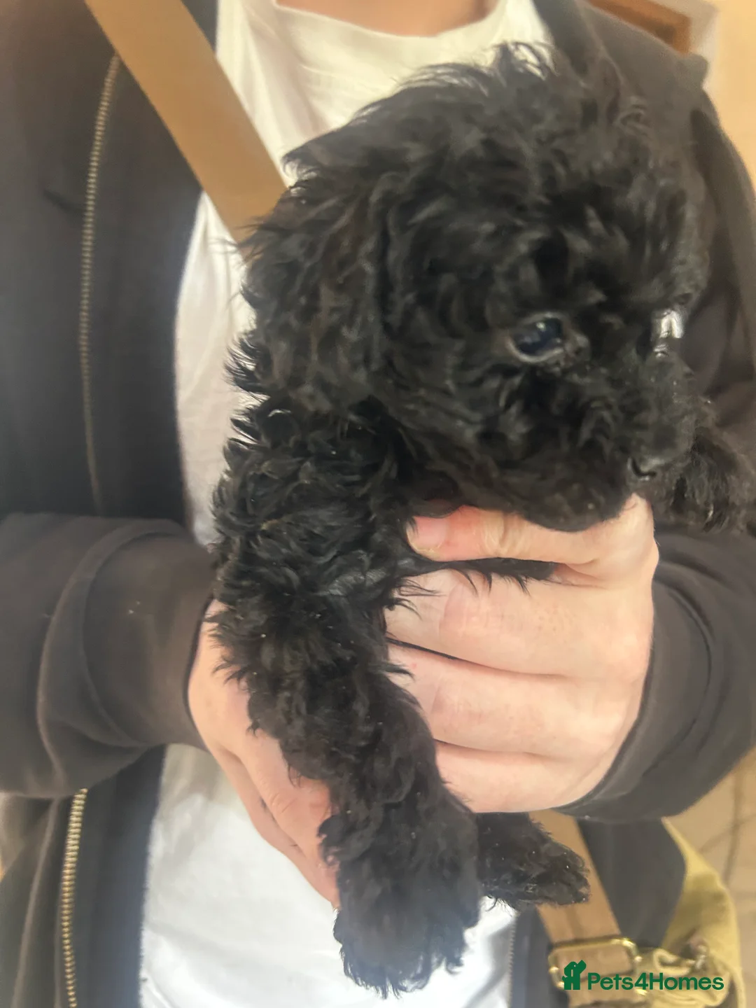 Mixed Breed dogs for sale: Poodle puppies - Advert 16