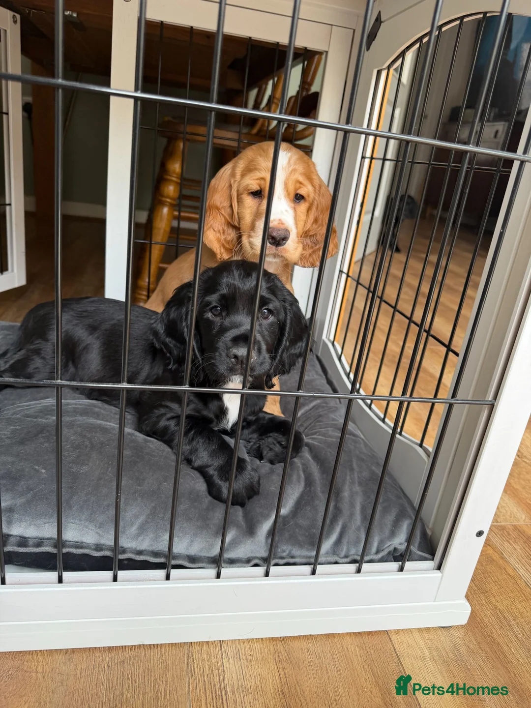 Cocker Spaniel dogs for sale: Golden & Black Cocker Spaniel Pups – KC Registered - Advert 7