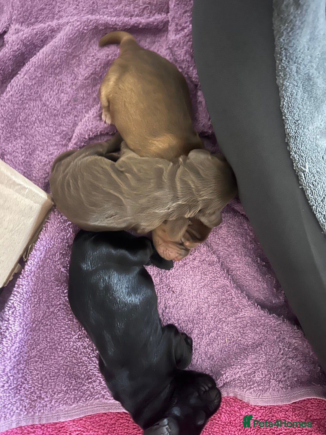 Cockapoo dogs for sale: Beautiful Cockerpoo puppies - Image 8