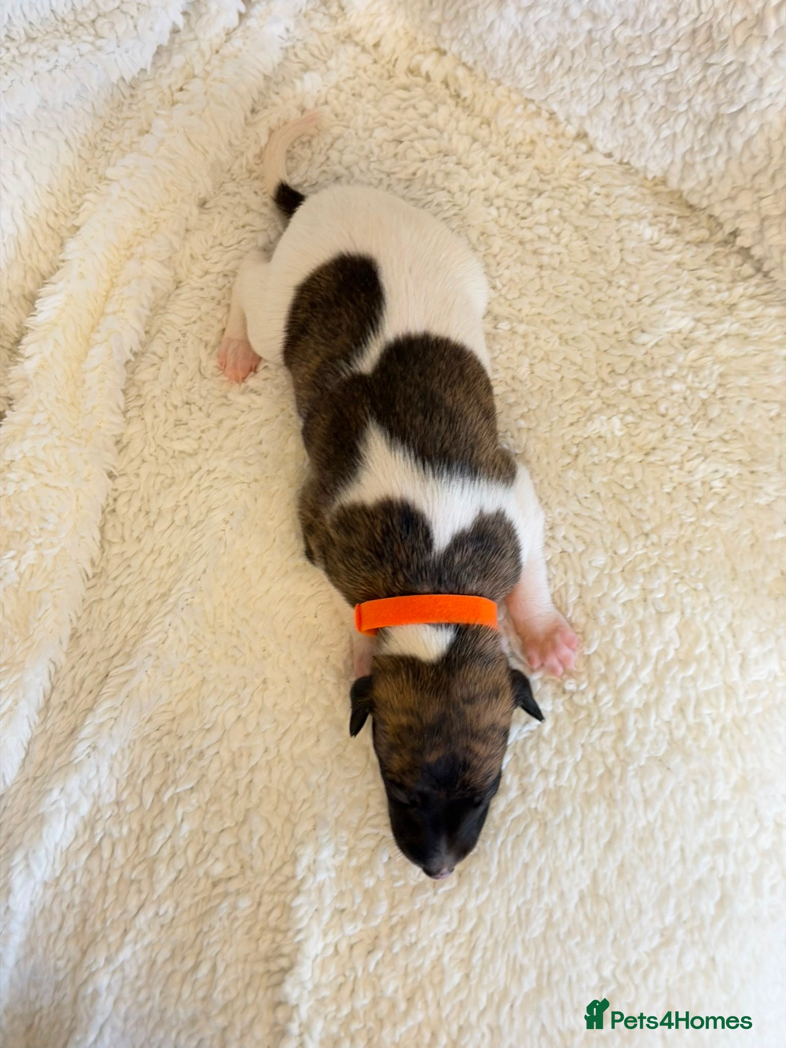 Whippet dogs Stunning pedigree whippet puppies  - Advert 1