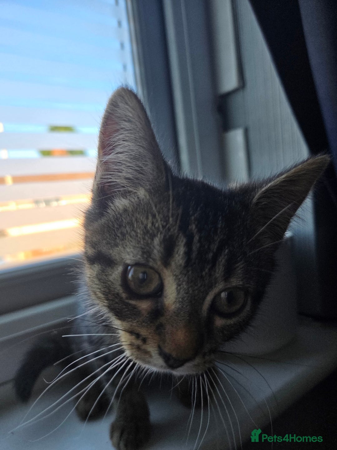 British Longhair cats for sale: Kittens - Image 5
