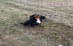 Cocker Spaniel dogs for sale: Beautiful W/Cockerspaniel puppies, legally docked  - Image 5