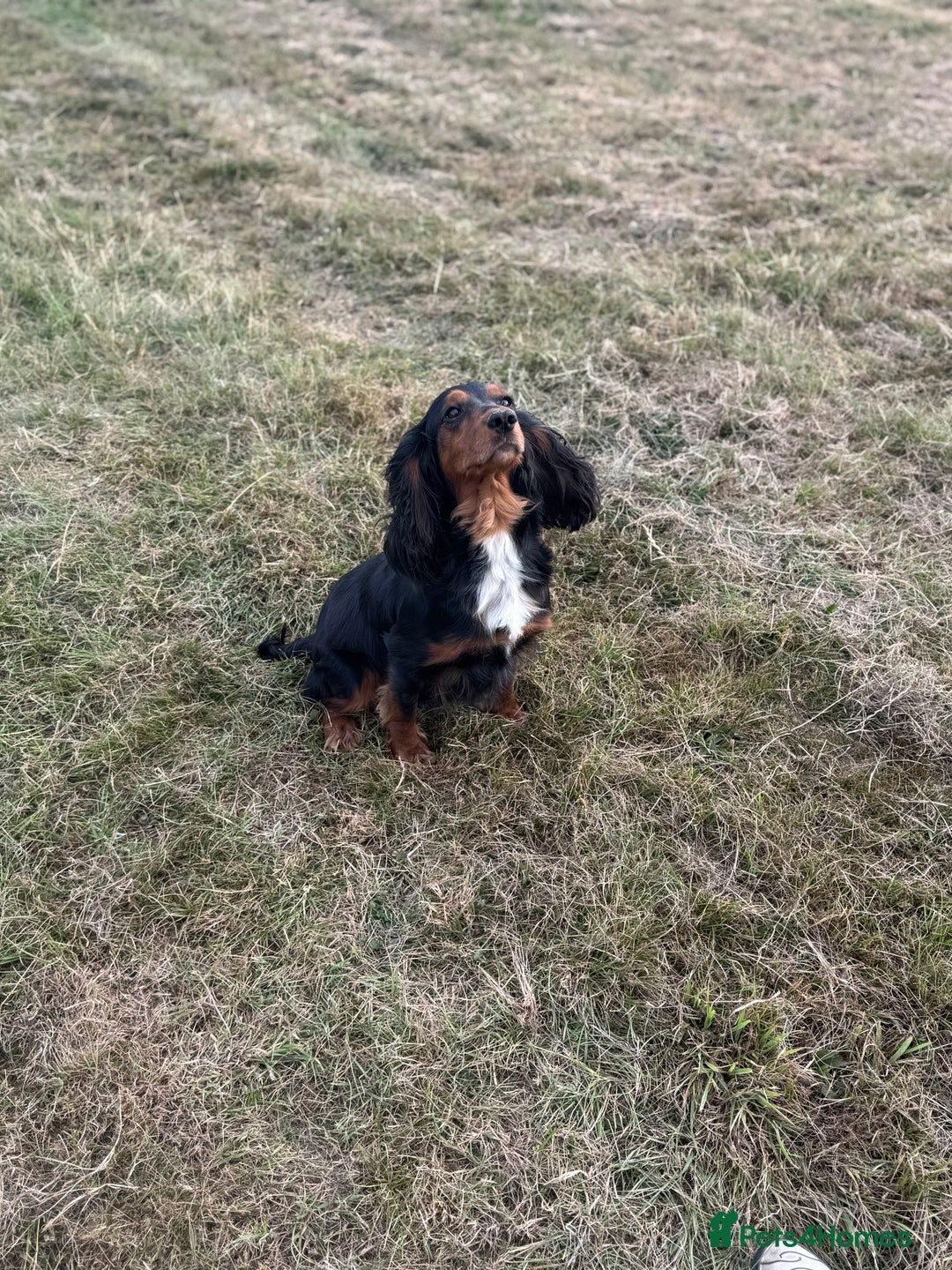Cocker Spaniel dogs for sale: Beautiful W/Cockerspaniel puppies, legally docked  - Image 5