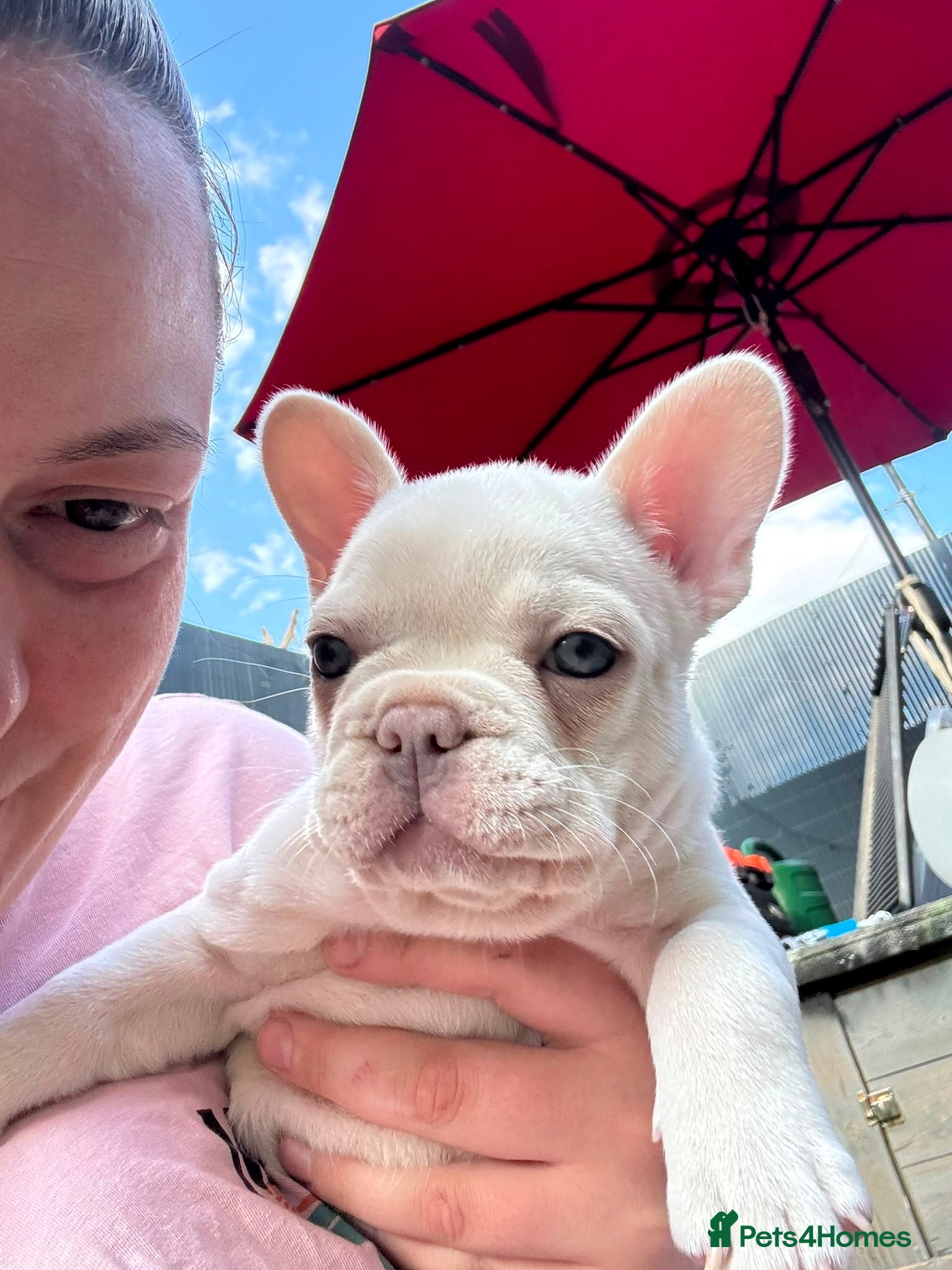 French Bulldog dogs 11 weeks old gorgeous French bulldog puppy - Advert 1
