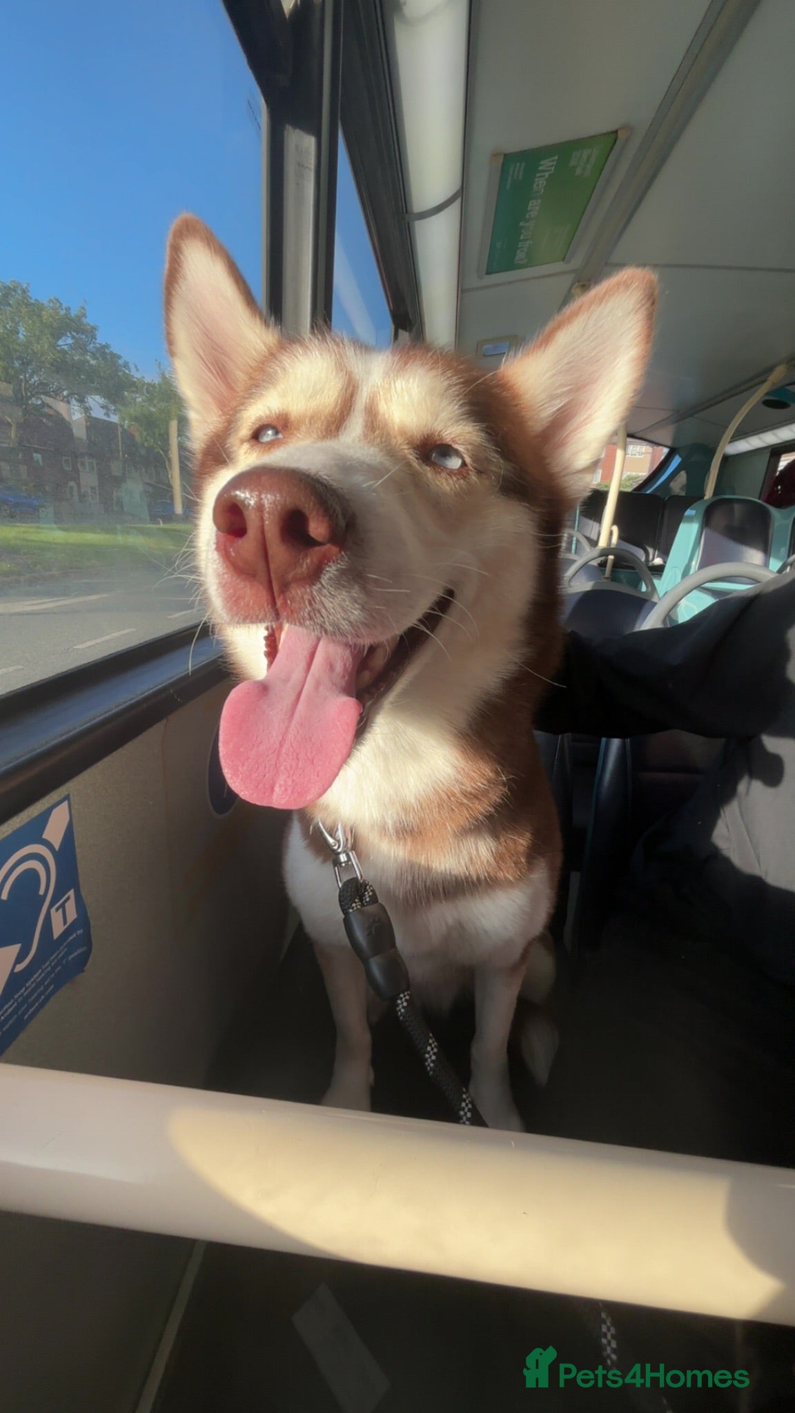 Siberian Husky dogs Female husky 3yrs - Advert 6
