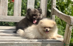 Pomeranian dogs for sale: Cream girl & sable boy - Image 2