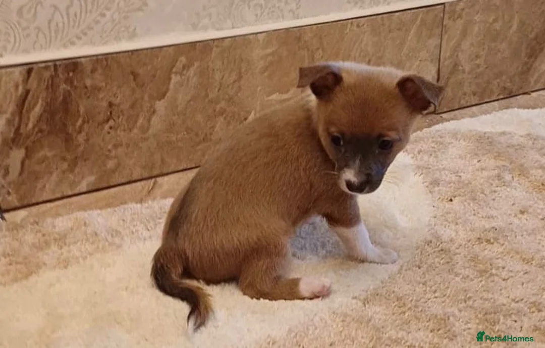 Chihuahua dogs for sale: Chihuahua Puppies  - Advert 12