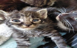 Mixed Breed cats for sale: Beautiful kittens - Image 10