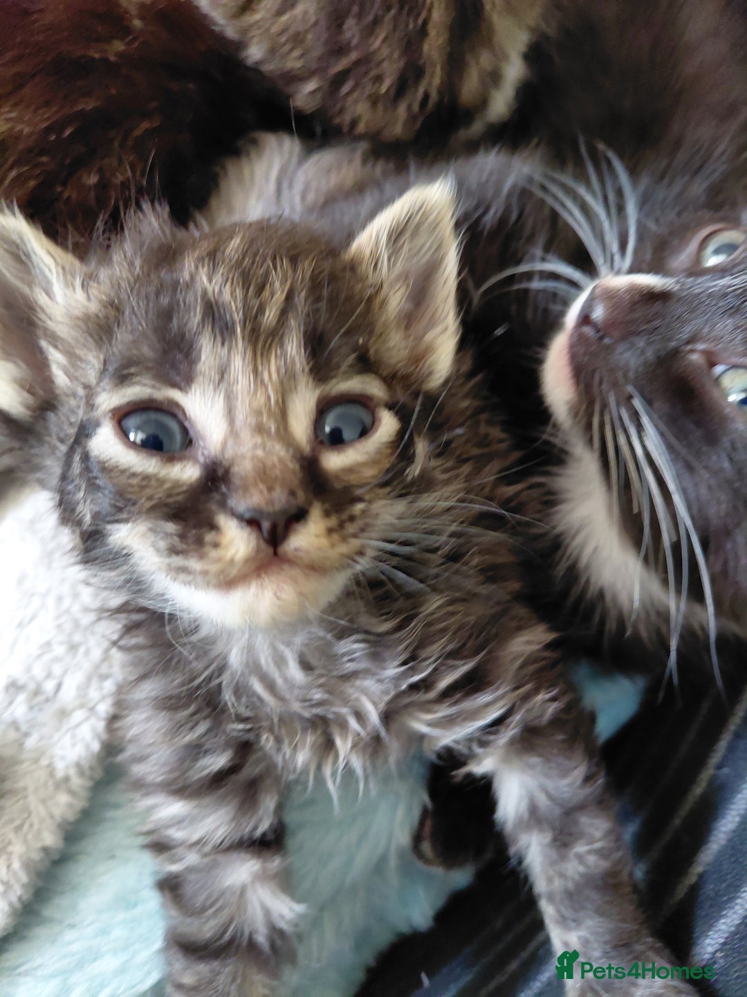 Mixed Breed cats for sale: Beautiful kittens - Image 10