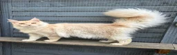 Maine Coon cats for stud: STUNNING Cream Silver TICA Maine Coon stud 🌟  in Derby - Advert 2