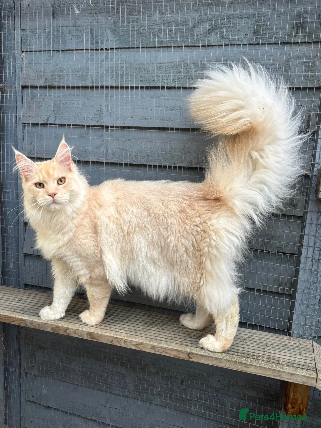 Maine Coon cats for stud: STUNNING Cream Silver TICA Maine Coon stud 🌟  in Derby - Advert 2