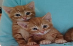 Mixed Breed cats for sale: Amazing, beautiful kittens 3 boys, 2 girls - Image 21