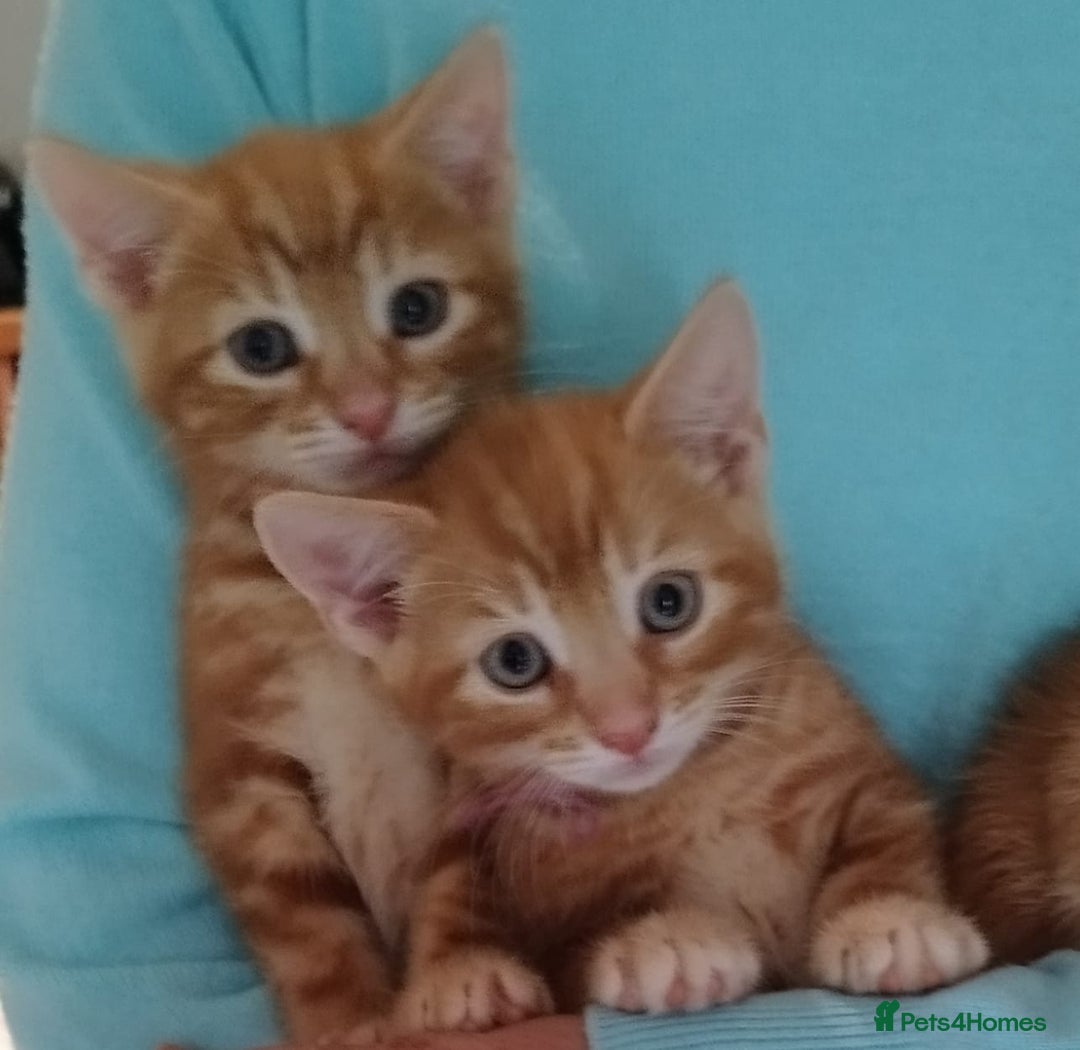 Mixed Breed cats for sale: Amazing, beautiful kittens 3 boys, 2 girls - Image 21