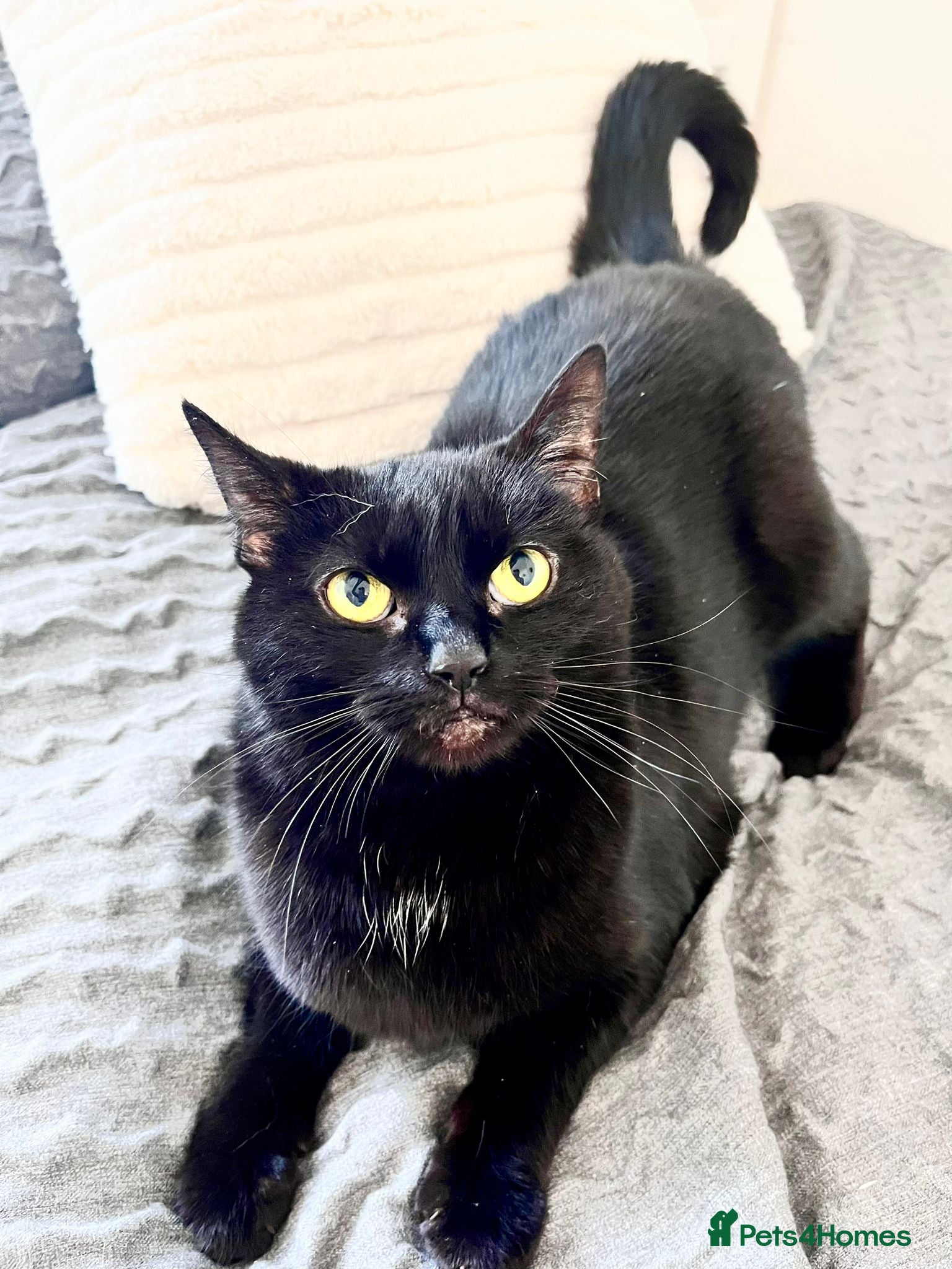 Domestic Shorthair cats One cat in need of a new home! - Advert 11