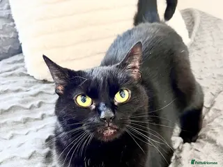 Domestic Shorthair cats One cat in need of a new home! - Advert 11