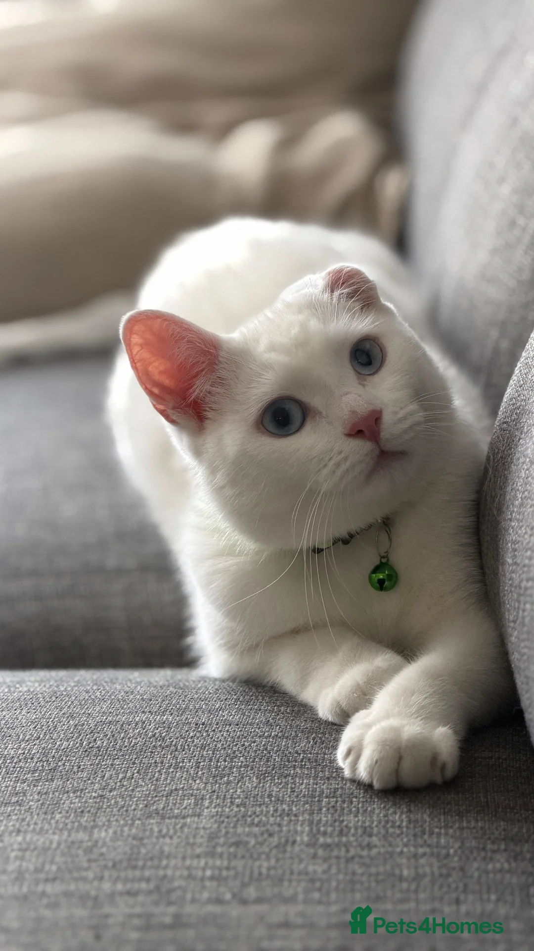 Turkish Angora cats for sale: 🤍 Beautiful White Kitten - Advert 1