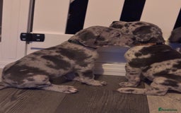 Great Dane dogs for sale: KC registered blue Great Dane puppies - Image 40