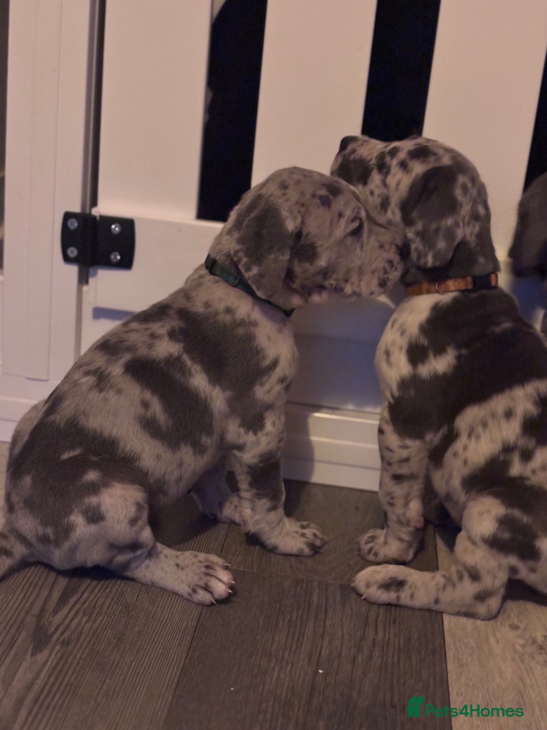Great Dane dogs for sale: KC registered blue Great Dane puppies - Image 40