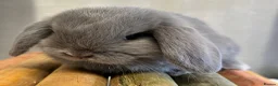 Mini Lop rabbits for sale: Reserved Stunning Lilac Self Doe  - Advert 6