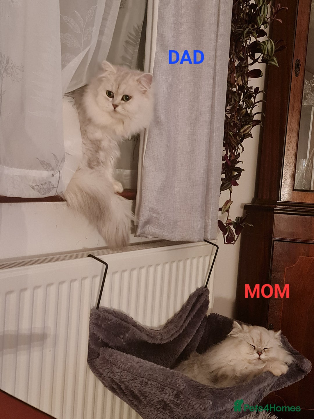 Persian cats for sale: 2 Boys left! Persian Chinchilla kittens - Image 7
