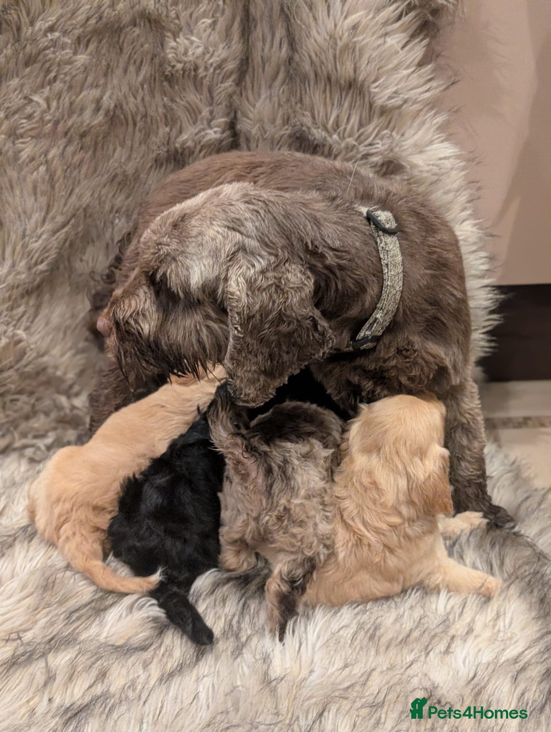 Cockapoo dogs for sale: Ready Soon Stunning Cockapoo Puppies - Advert 3