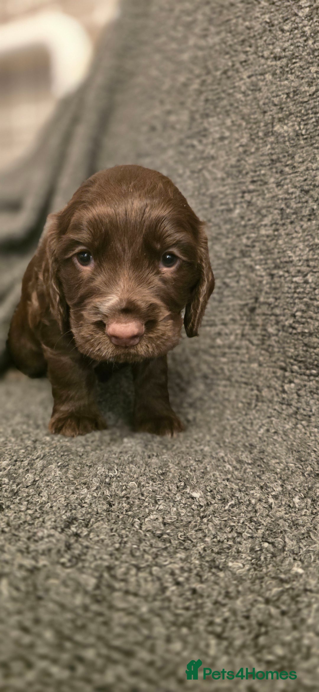 Cocker Spaniel dogs for sale: Cocker spaniel puppies for sale  - Advert 5