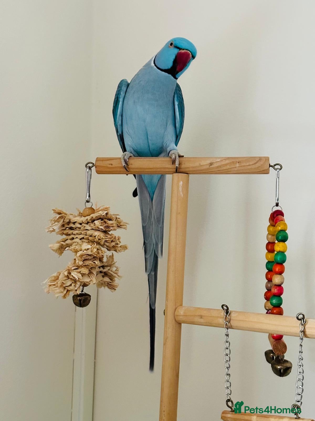 Ringnecks birds Indian Ringneck - Advert 15